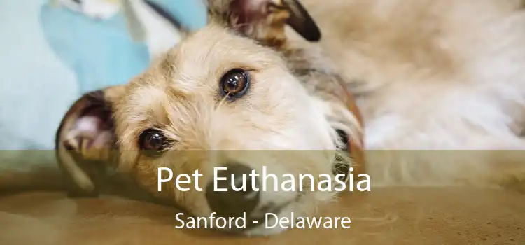 Pet Euthanasia Sanford - Delaware